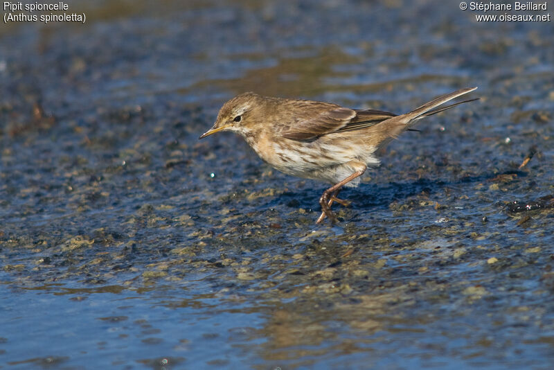 Water Pipit