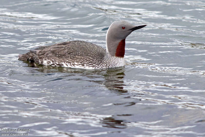 Red-throated Loonadult breeding, identification