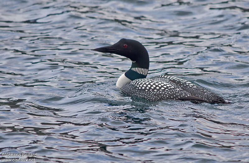 Common Loonadult breeding, pigmentation