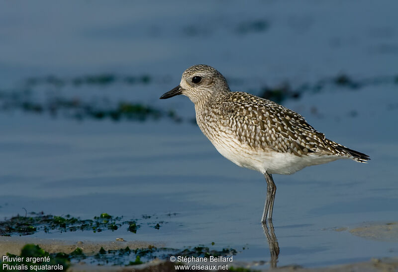 Grey Plover