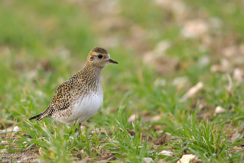 European Golden Ploveradult post breeding, identification