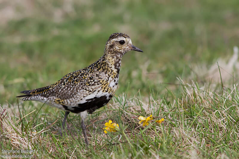 European Golden Plover female adult breeding, identification