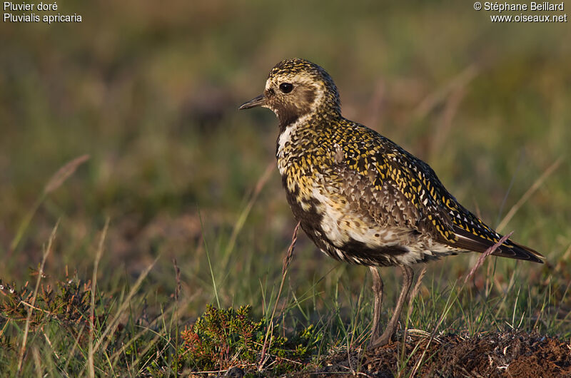 European Golden Ploveradult breeding