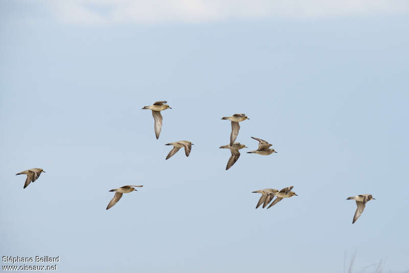 Pacific Golden Plover, Flight