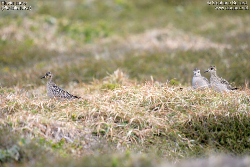 Pacific Golden Plover