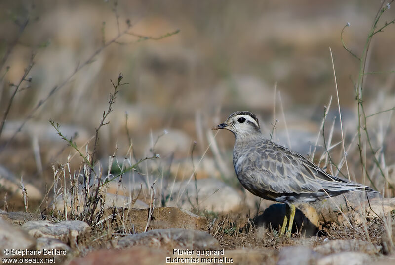 Eurasian Dotterel