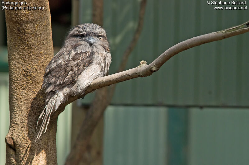 Tawny Frogmouth