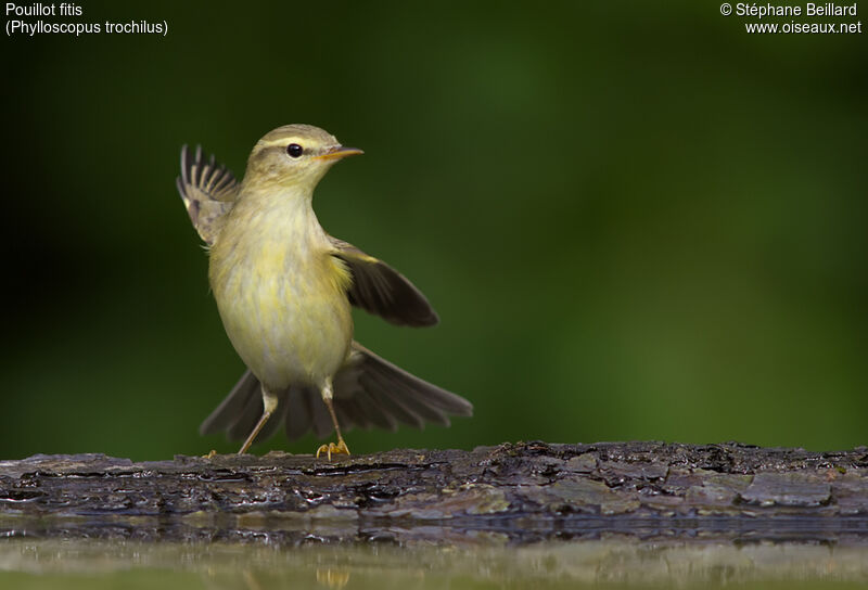 Willow Warbler