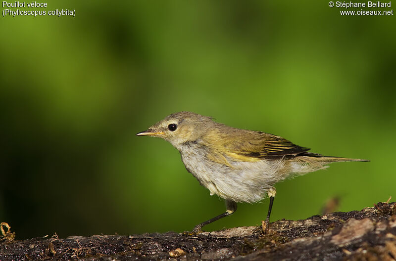 Common Chiffchaffjuvenile