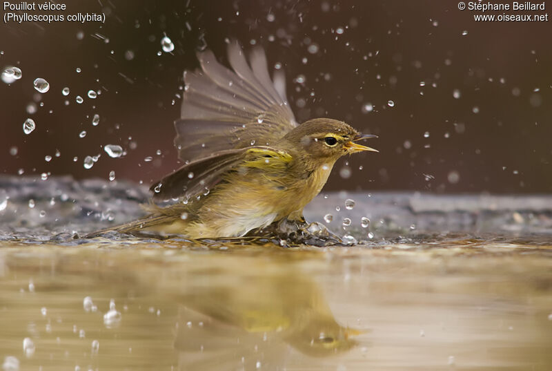 Common Chiffchaff