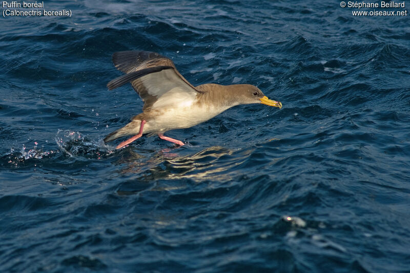 Cory's Shearwater