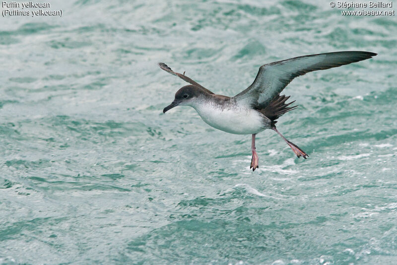 Puffin yelkouan