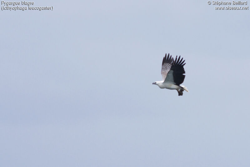 White-bellied Sea Eagle