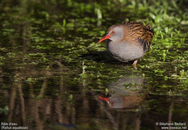 Water Rail