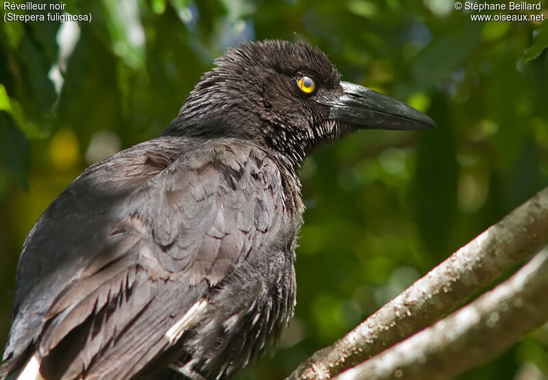 Black Currawong