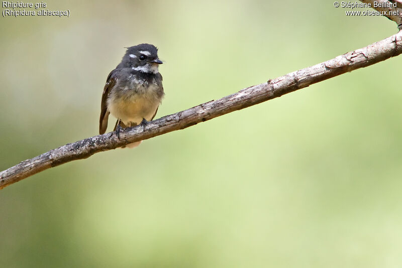 Grey Fantail