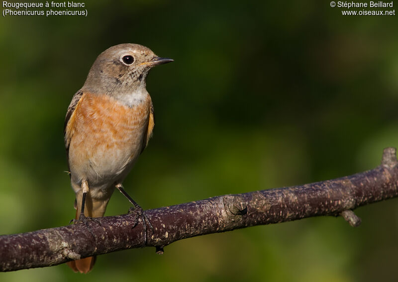 Common Redstart