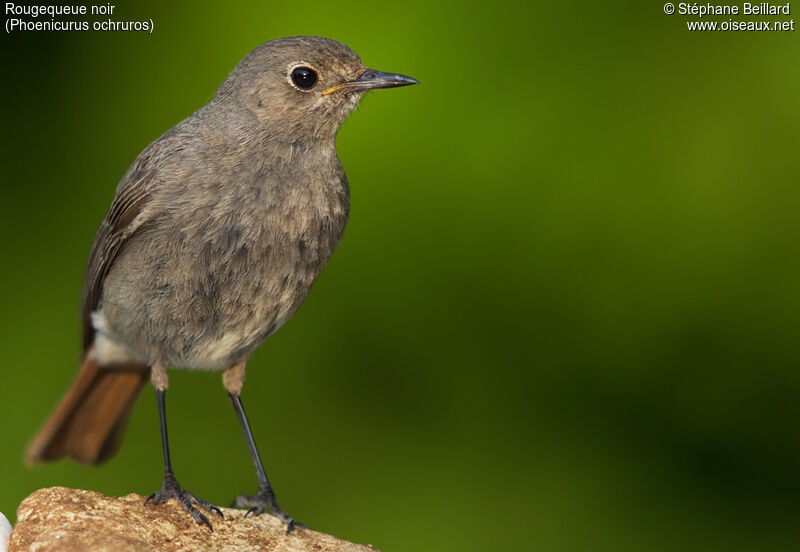 Black Redstart