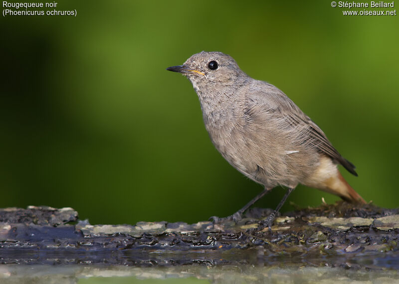 Black Redstartjuvenile