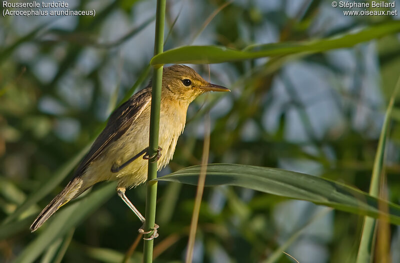 Great Reed Warbler