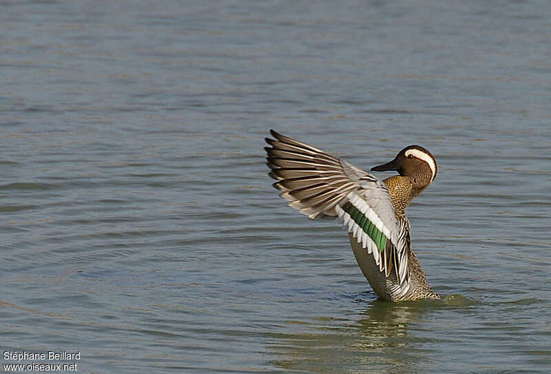 Garganey male adult, swimming, Behaviour