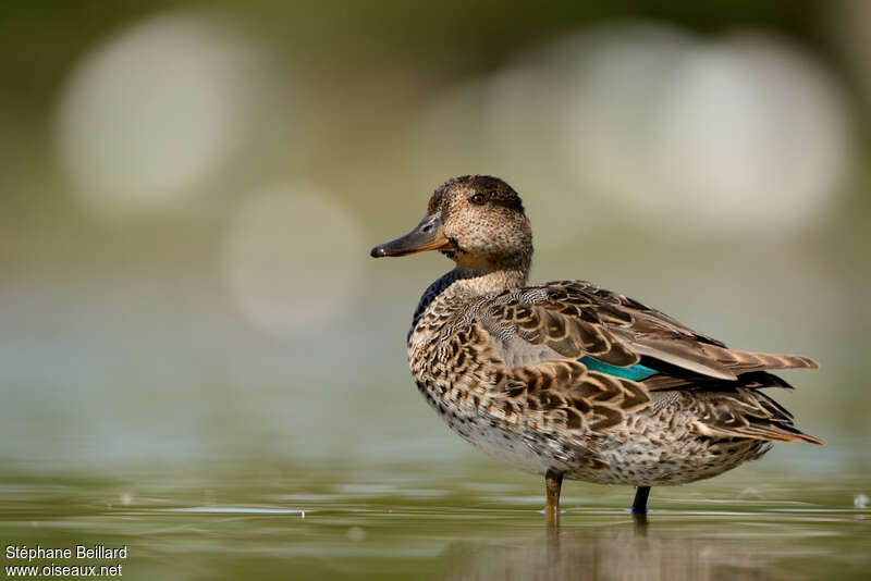 Eurasian Teal male adult transition, moulting