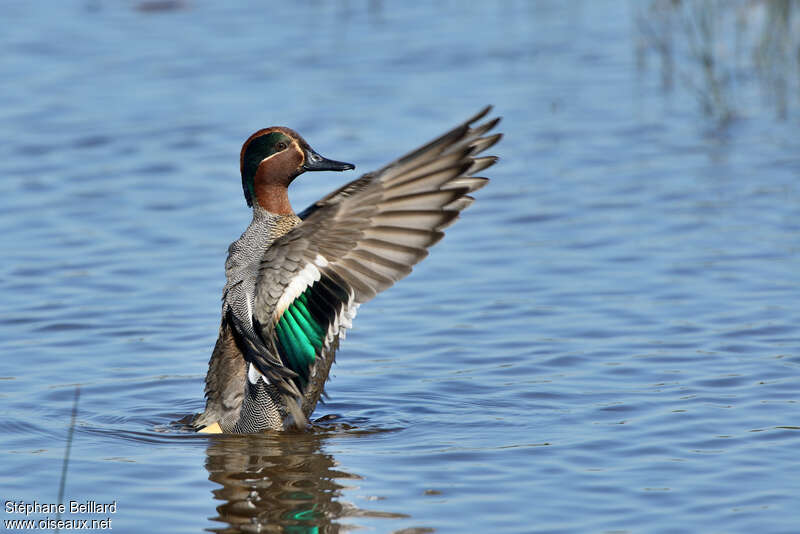 Eurasian Teal male adult, aspect