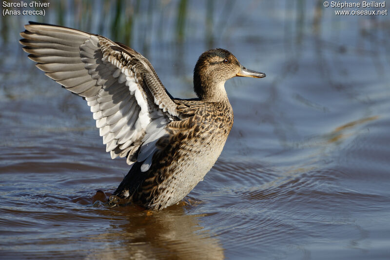 Eurasian Teal female