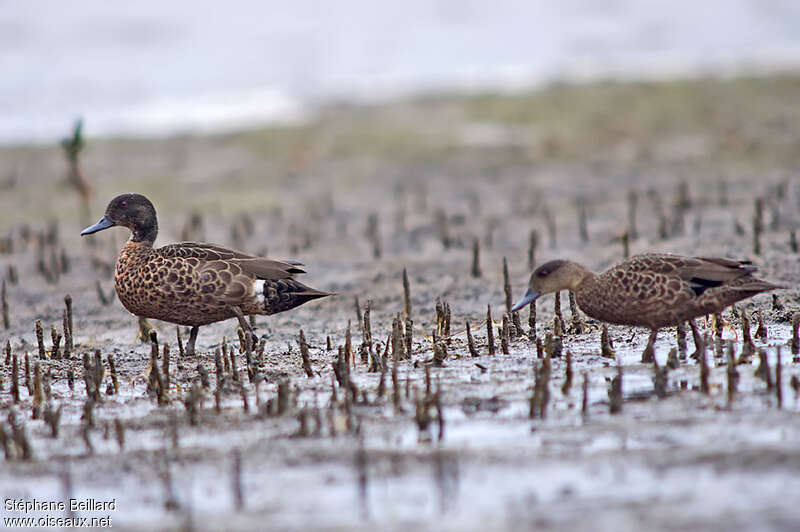 Chestnut Teal male adult post breeding, identification