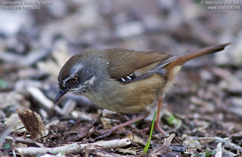 White-browed Scrubwren