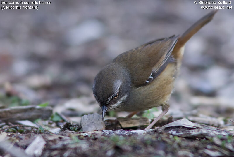 White-browed Scrubwren