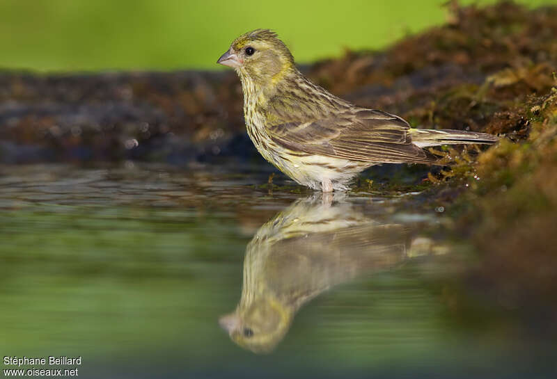 European Serin female adult, care, pigmentation