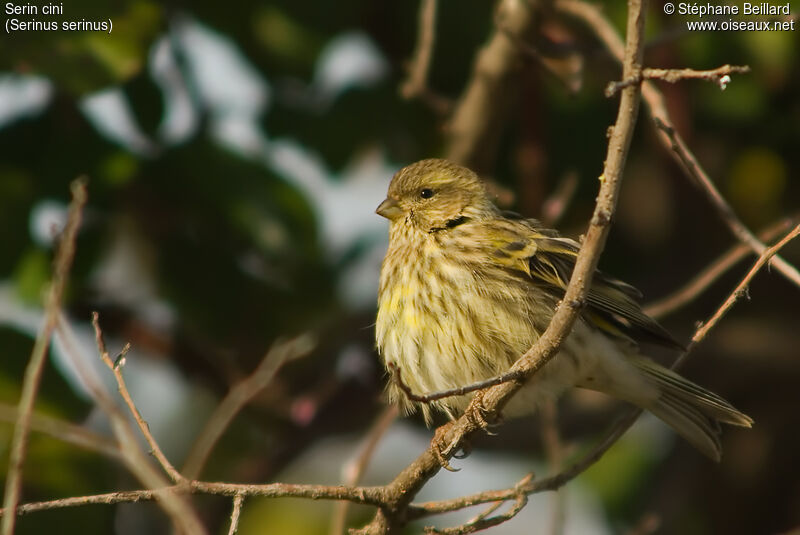 European Serin