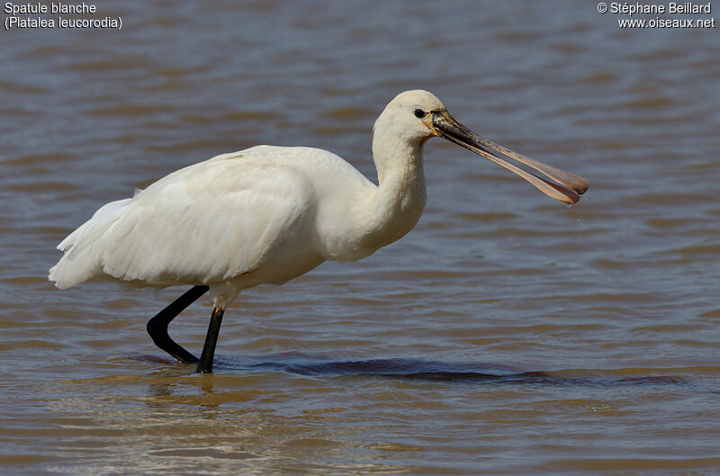 Eurasian Spoonbill