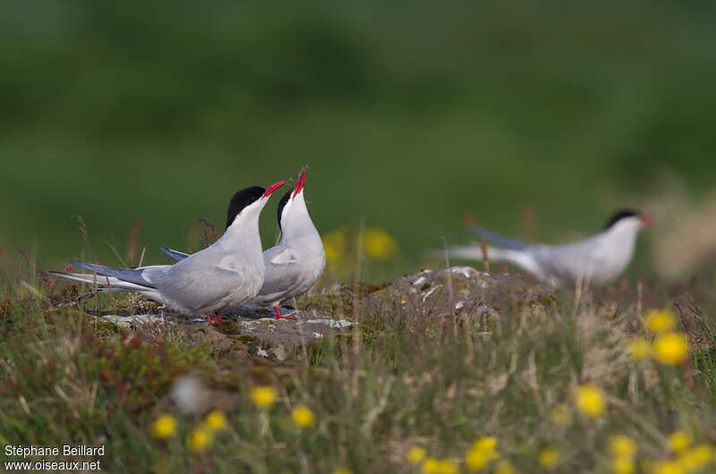 Arctic Ternadult breeding, courting display, Behaviour