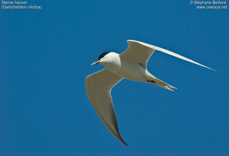 Gull-billed Tern