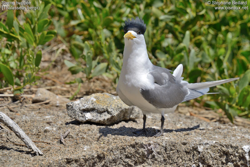 Greater Crested Ternadult