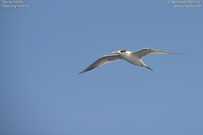 Fairy Tern