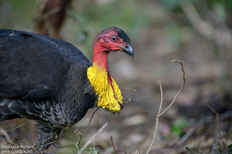 Australian Brushturkey male adult breeding, close-up portrait