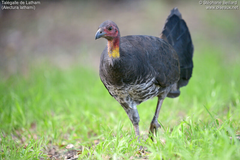 Australian Brushturkey