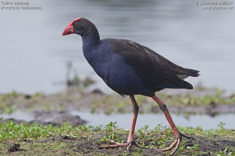 Australasian Swamphen