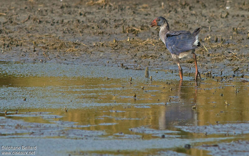 Talève sultaneimmature, identification