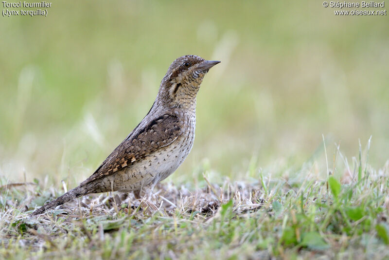 Torcol fourmilieradulte