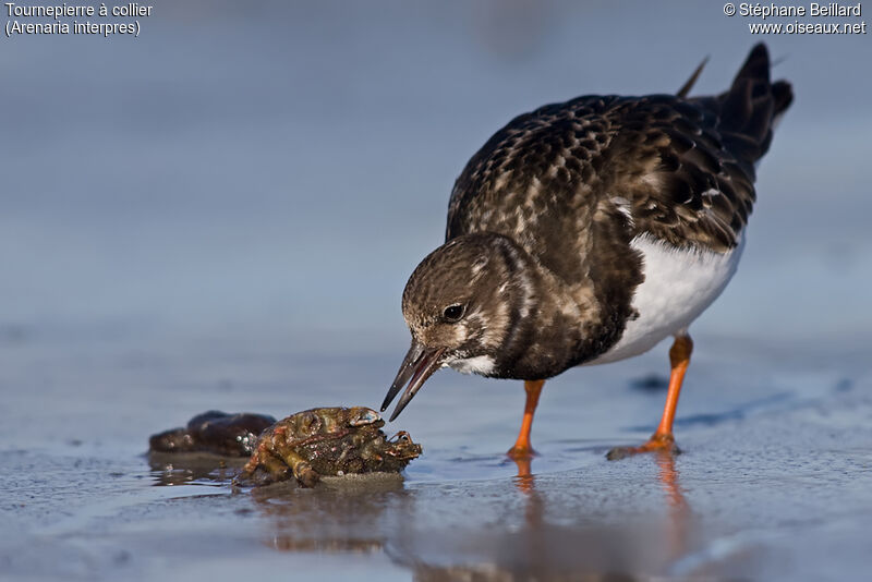 Ruddy Turnstone