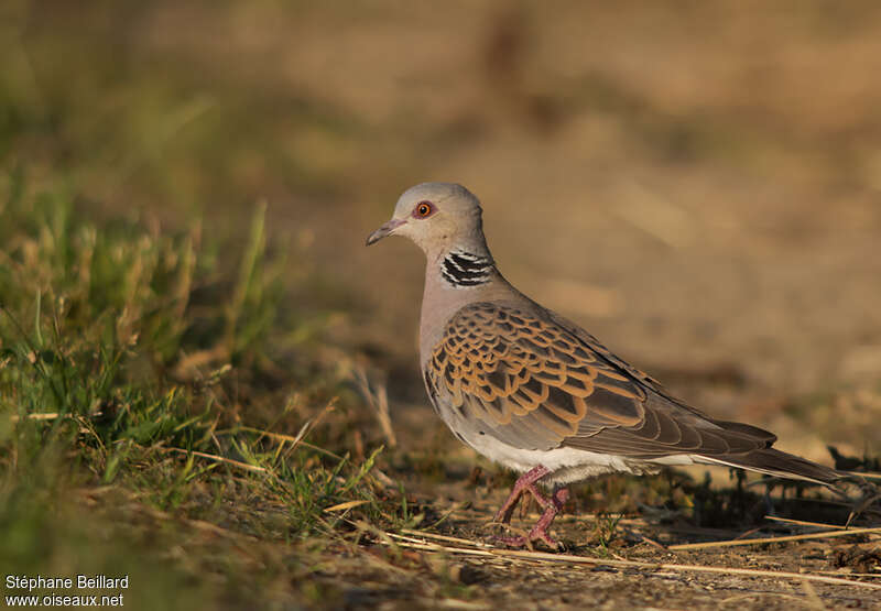 Tourterelle des boisadulte, identification