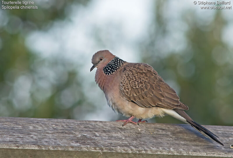 Spotted Dove