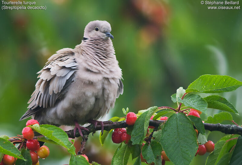 Eurasian Collared Doveadult