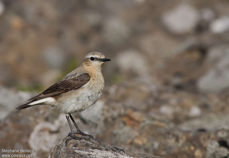 Northern Wheatear female adult breeding, identification