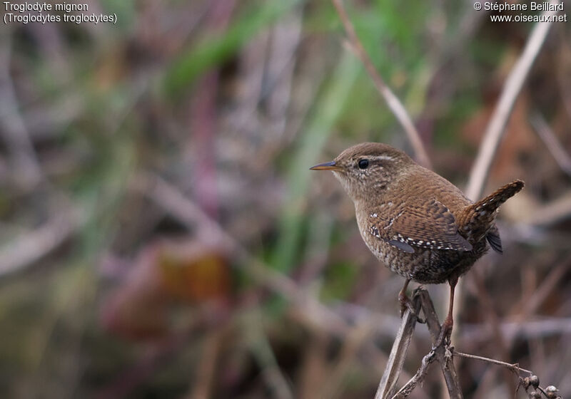 Eurasian Wrenadult