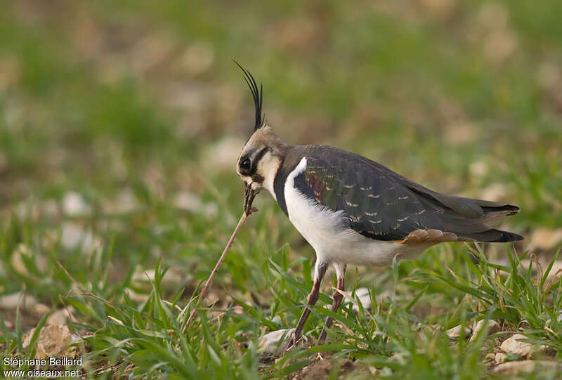 Northern Lapwingadult post breeding, feeding habits, fishing/hunting